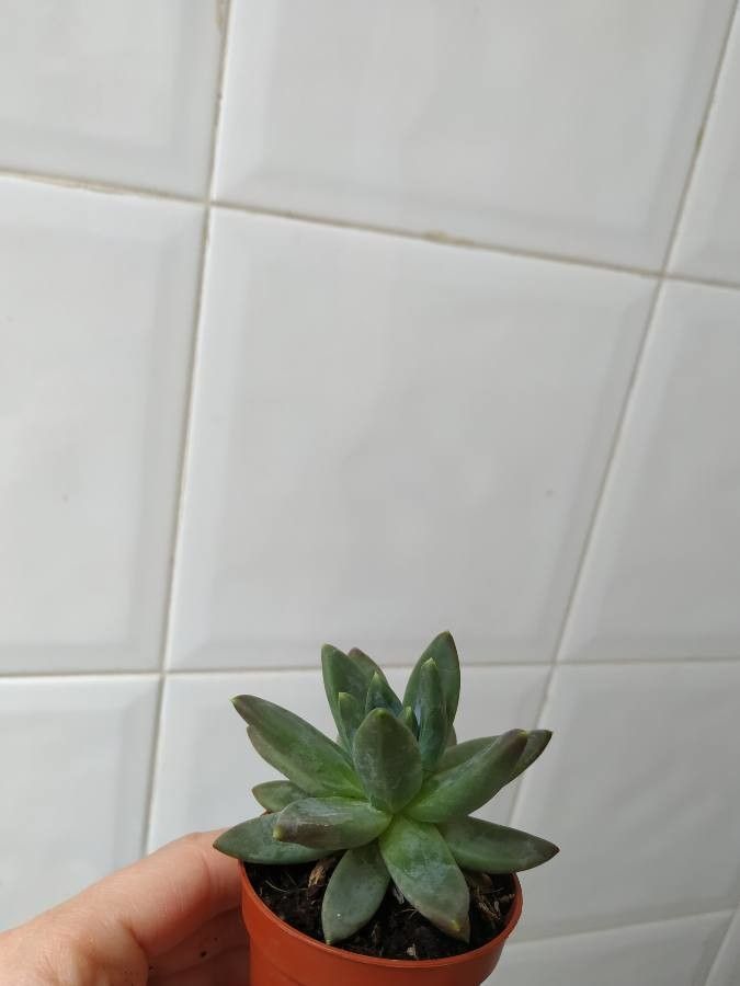 Pachyphytum hookeri flower