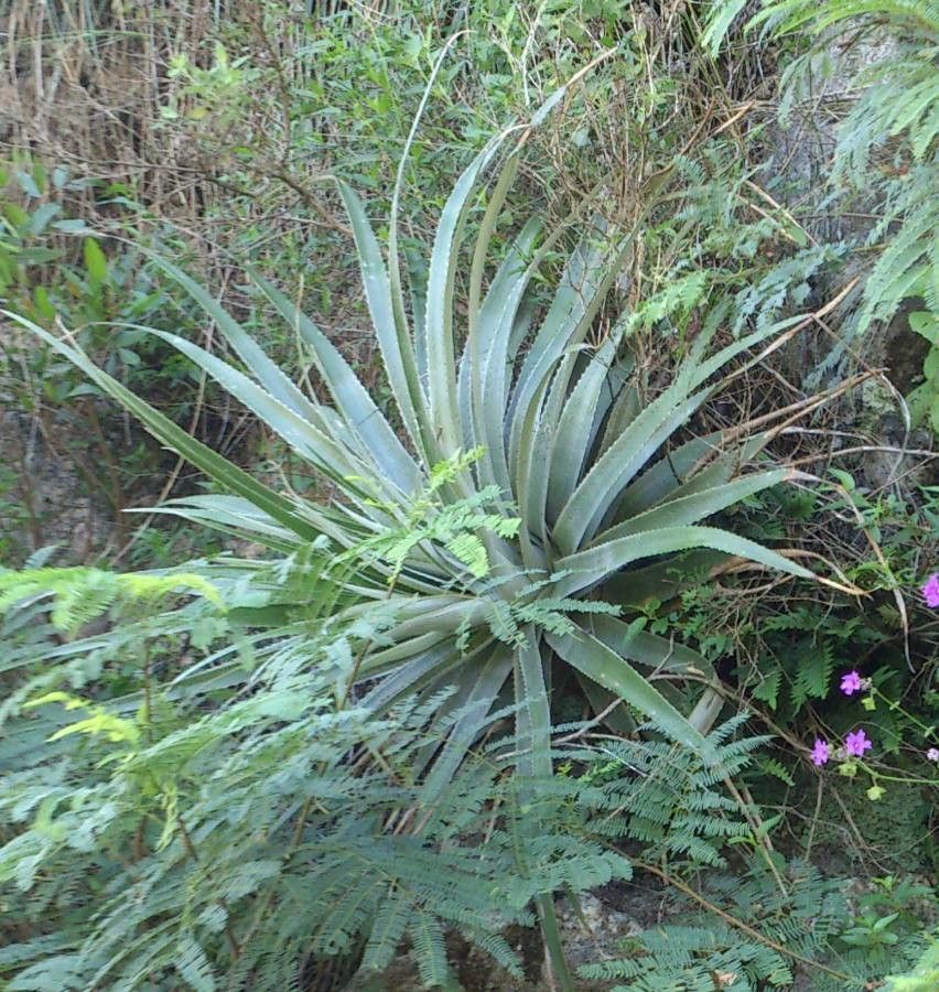 Puya spathacea leaf
