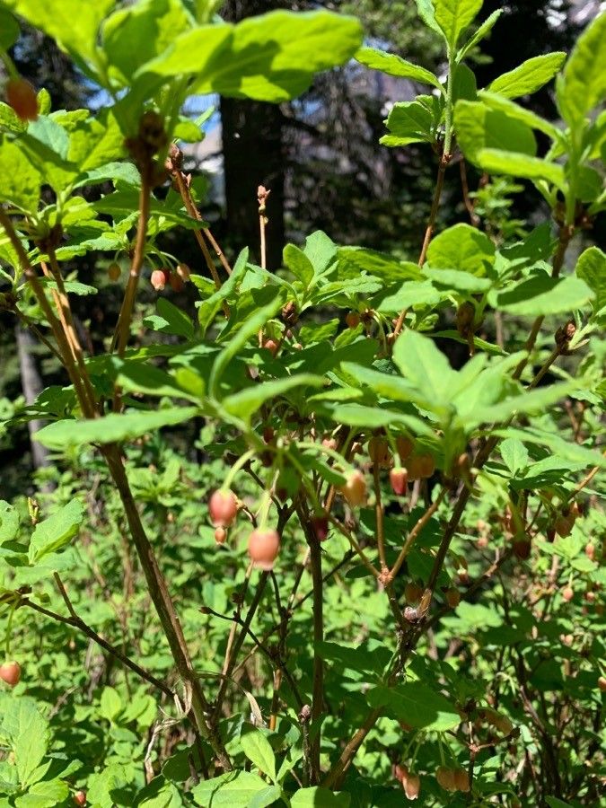 Menziesia ferruginea flower