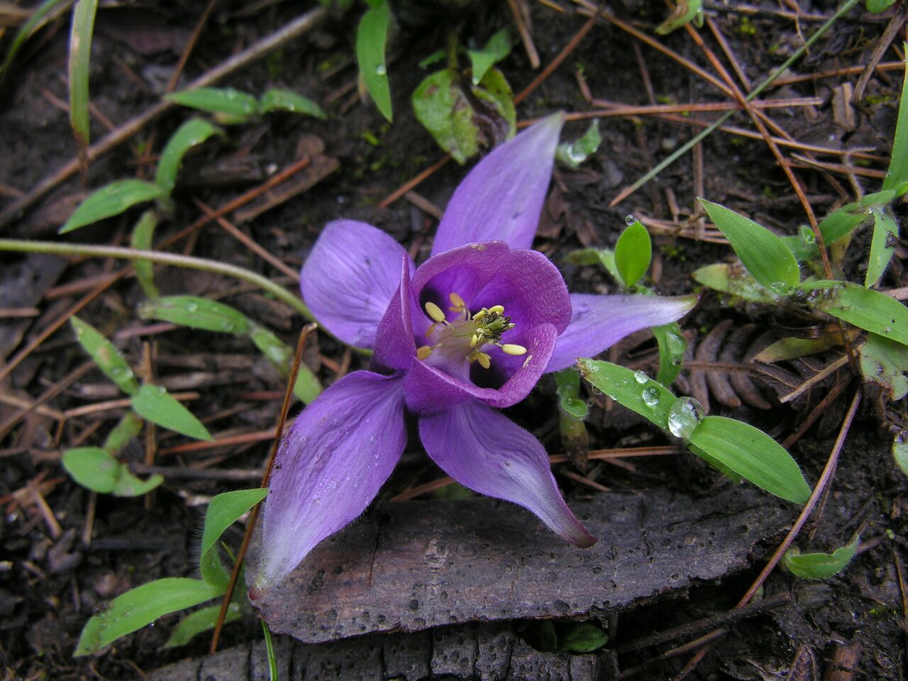 Aquilegia pubiflora — search result for 'Aquilegia'