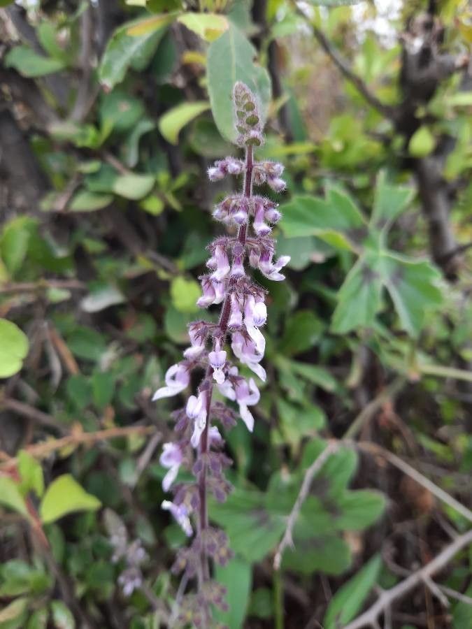 Orthosiphon rubicundus flower