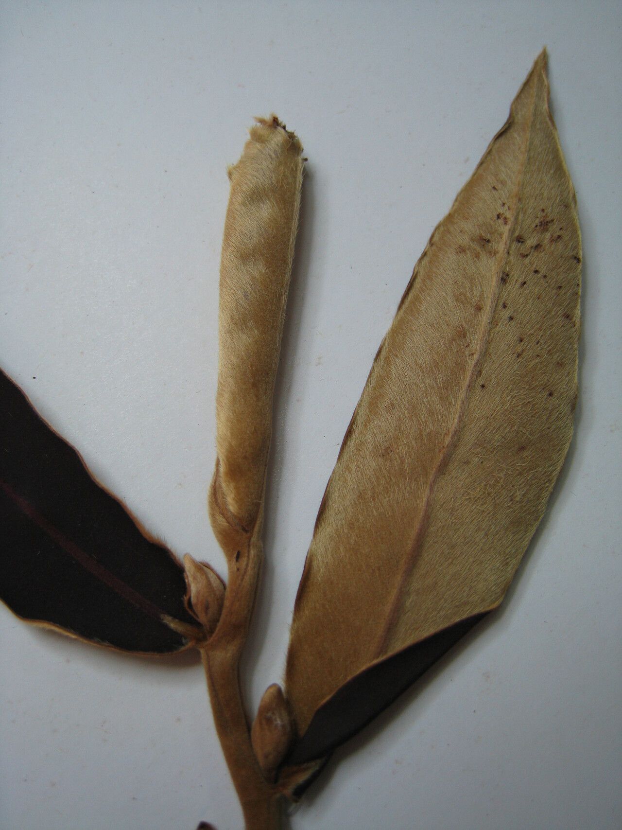 Diospyros dichroa other