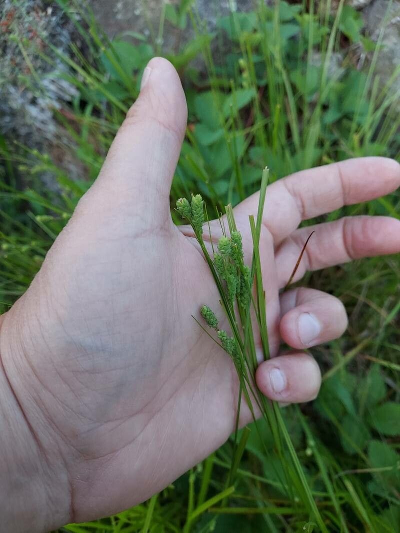 Carex swanii — search result for 'Carex'