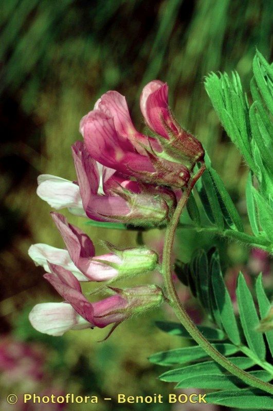 Vicia cusnae flower