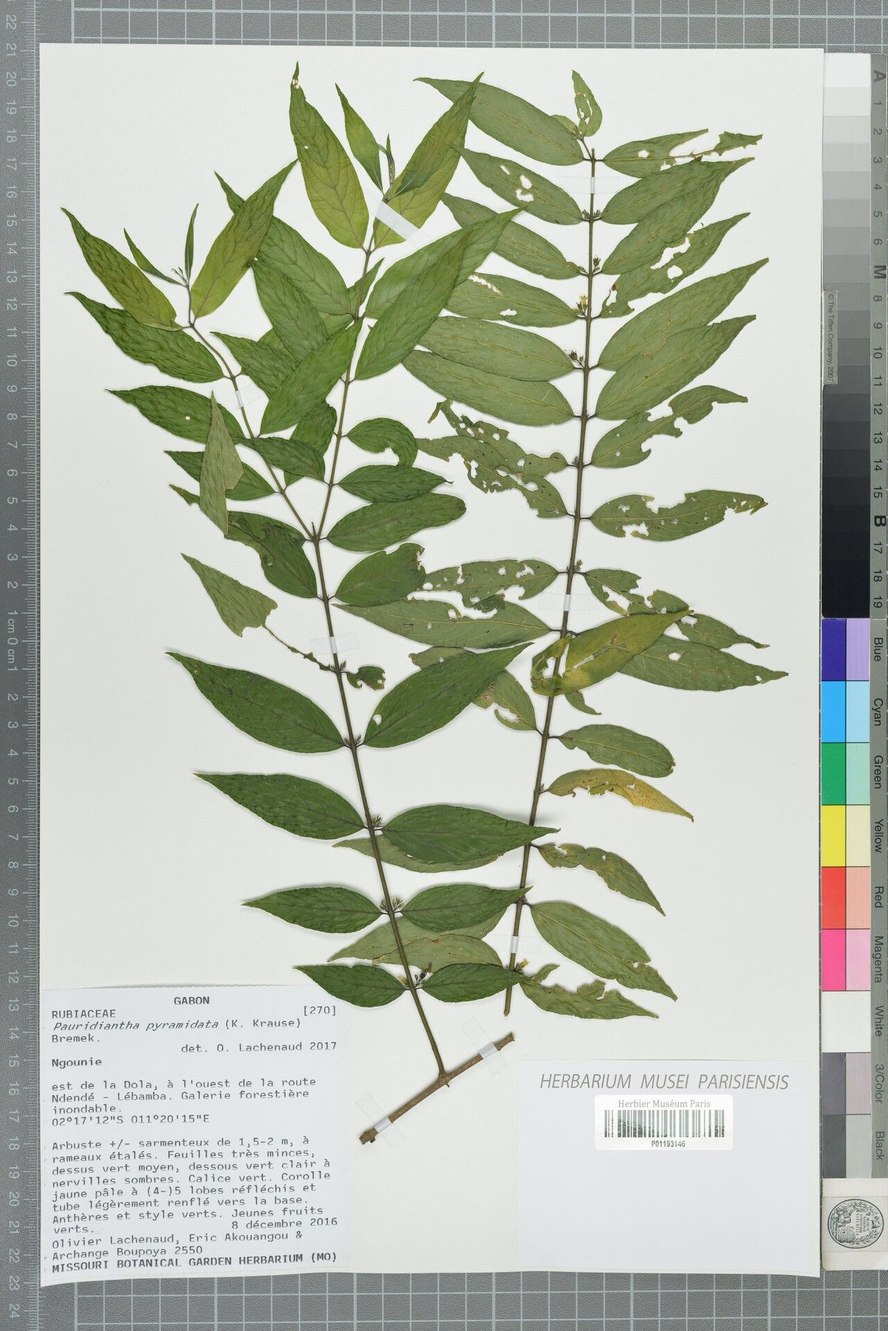 Pauridiantha pyramidata — houseplant care guide