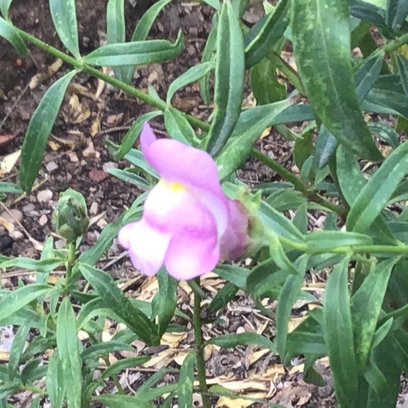 Antirrhinum cirrhigerum flower