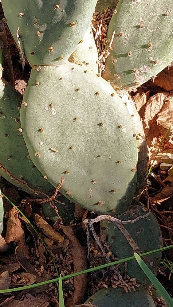 Opuntia tapona leaf