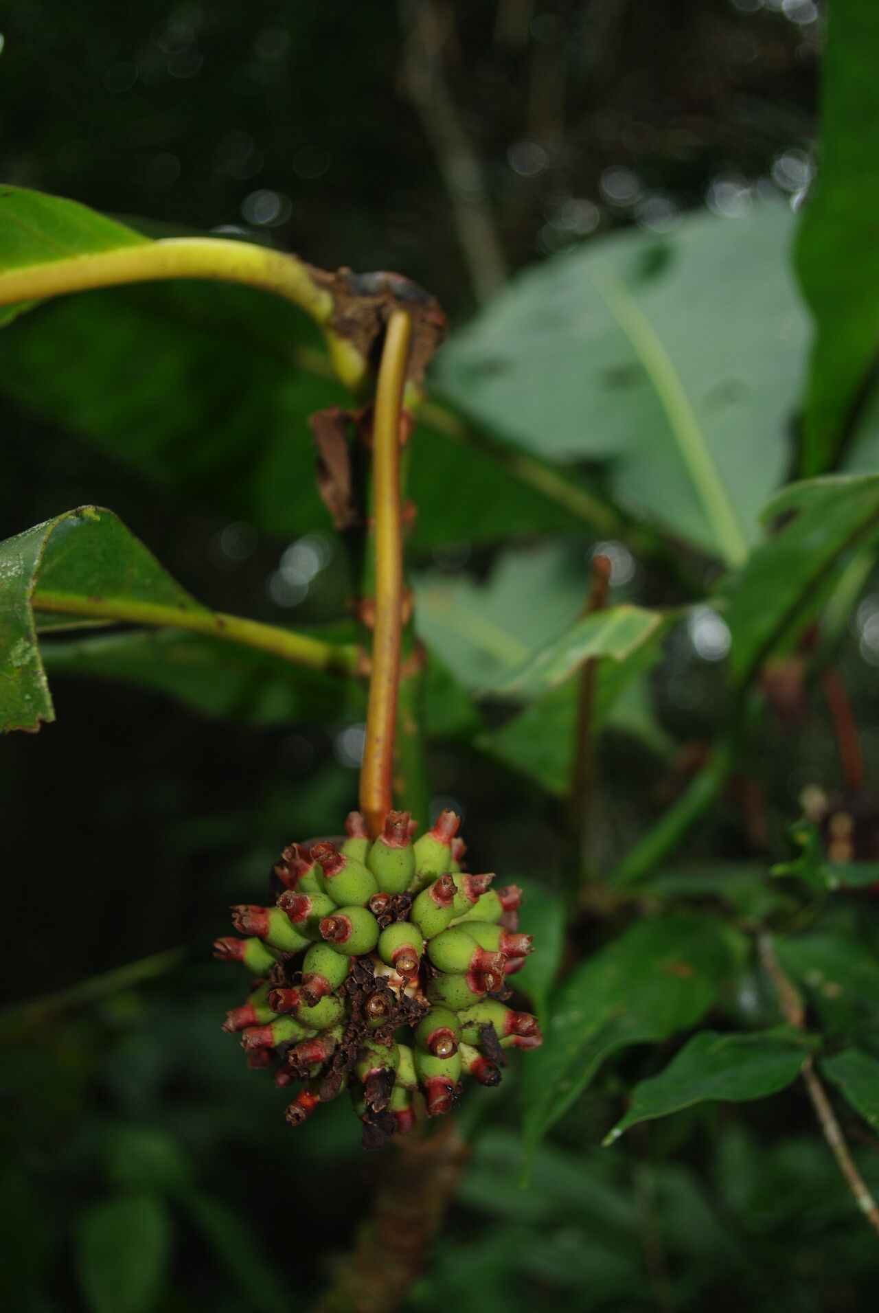Psychotria arnoldiana fruit