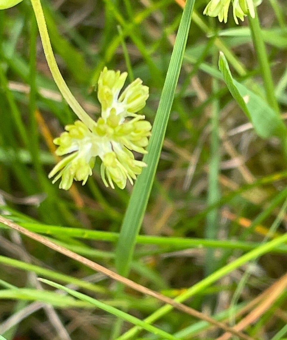 Valeriana eriocarpa flower
