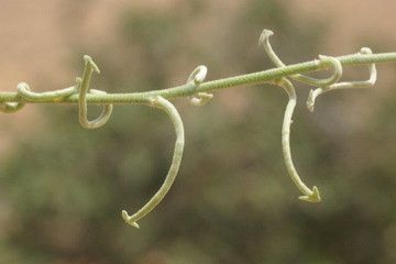 Matthiola longipetala fruit