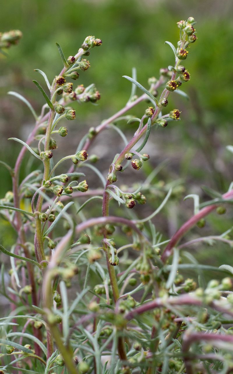 Artemisia borealis habit