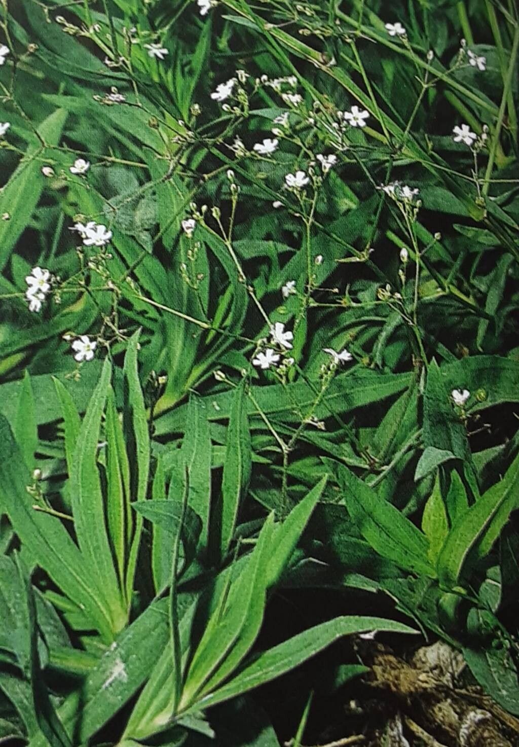 Gypsophila scorzonerifolia flower