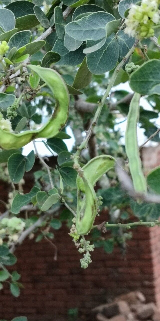 Pithecellobium dulce fruit