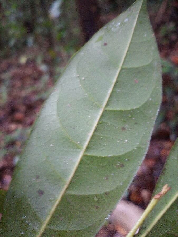Pouteria coriacea leaf