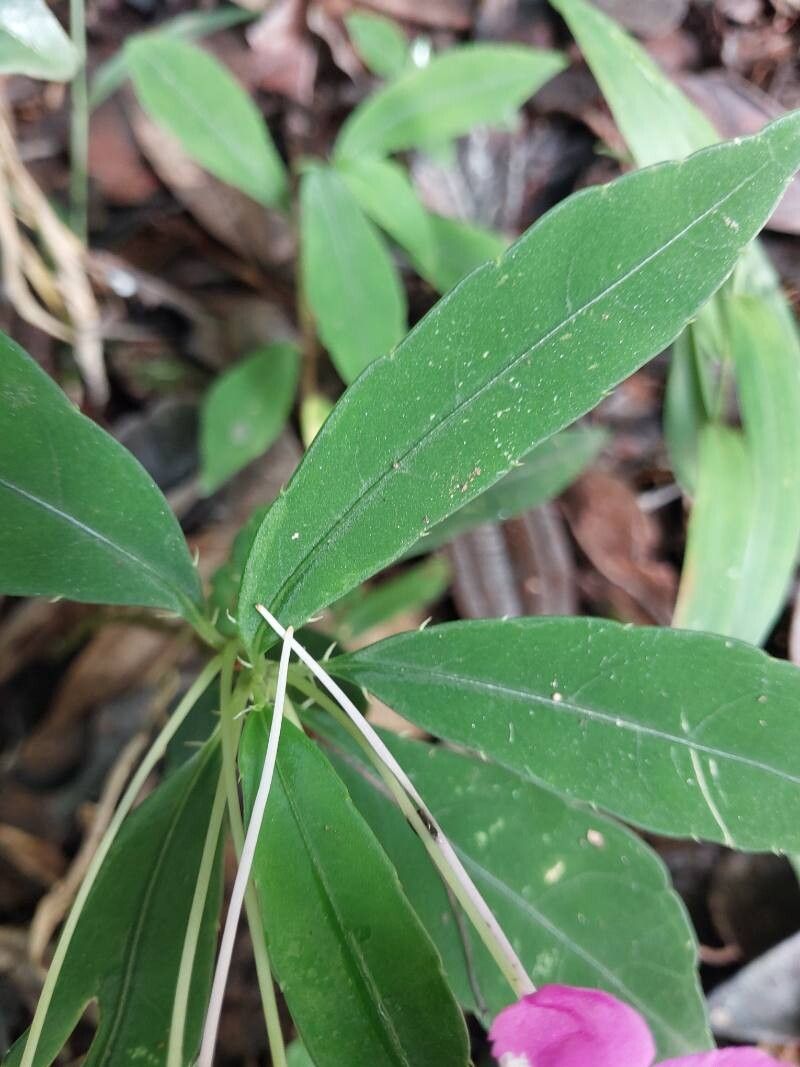 Impatiens firmula — houseplant care guide