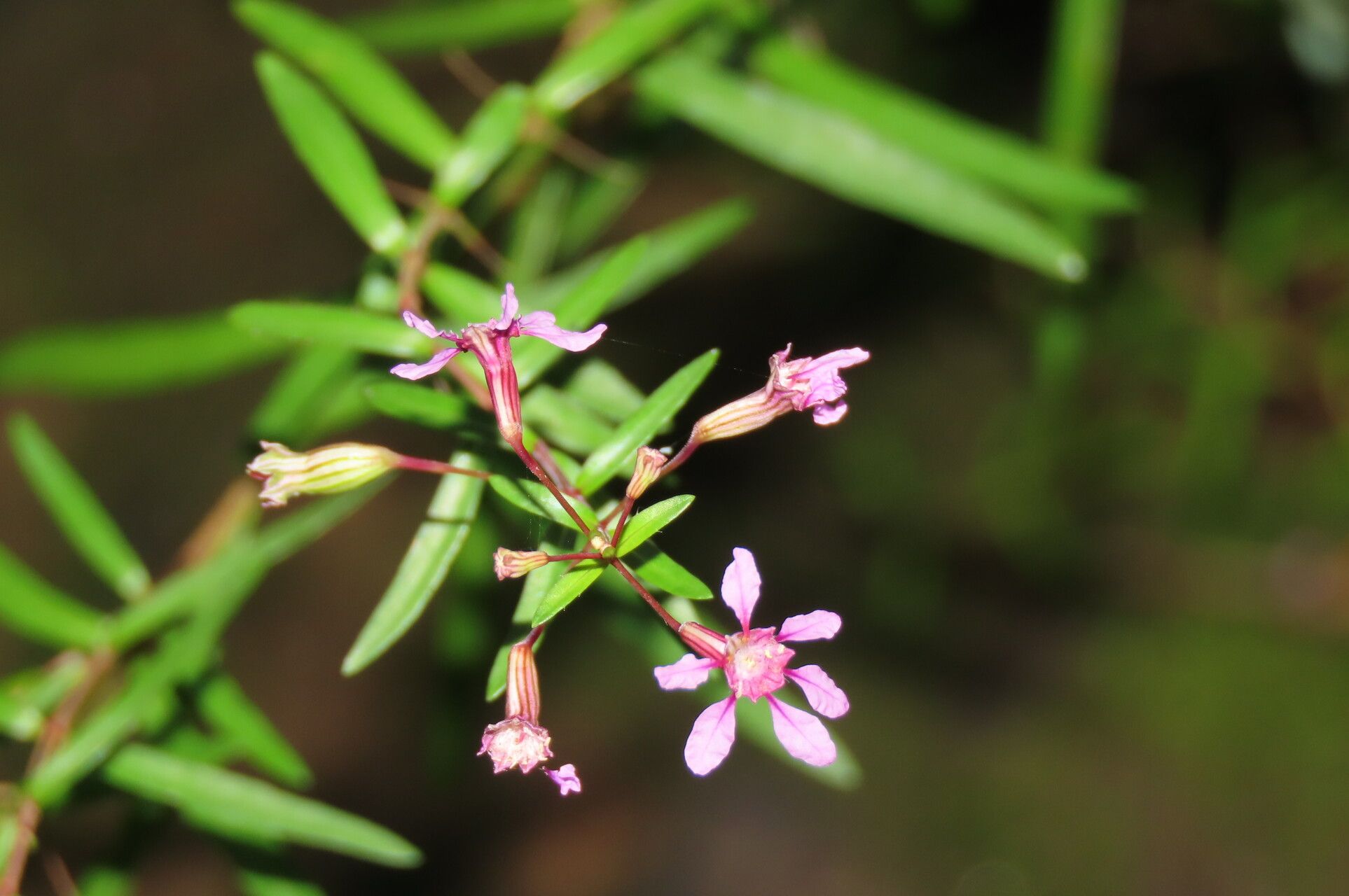 Cuphea utriculosa flower