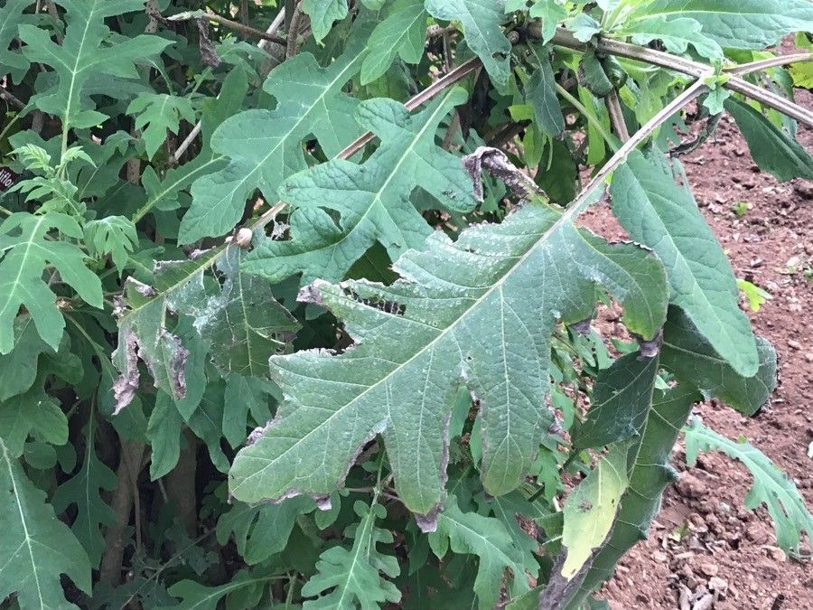 Montanoa grandiflora — related species from the same genus