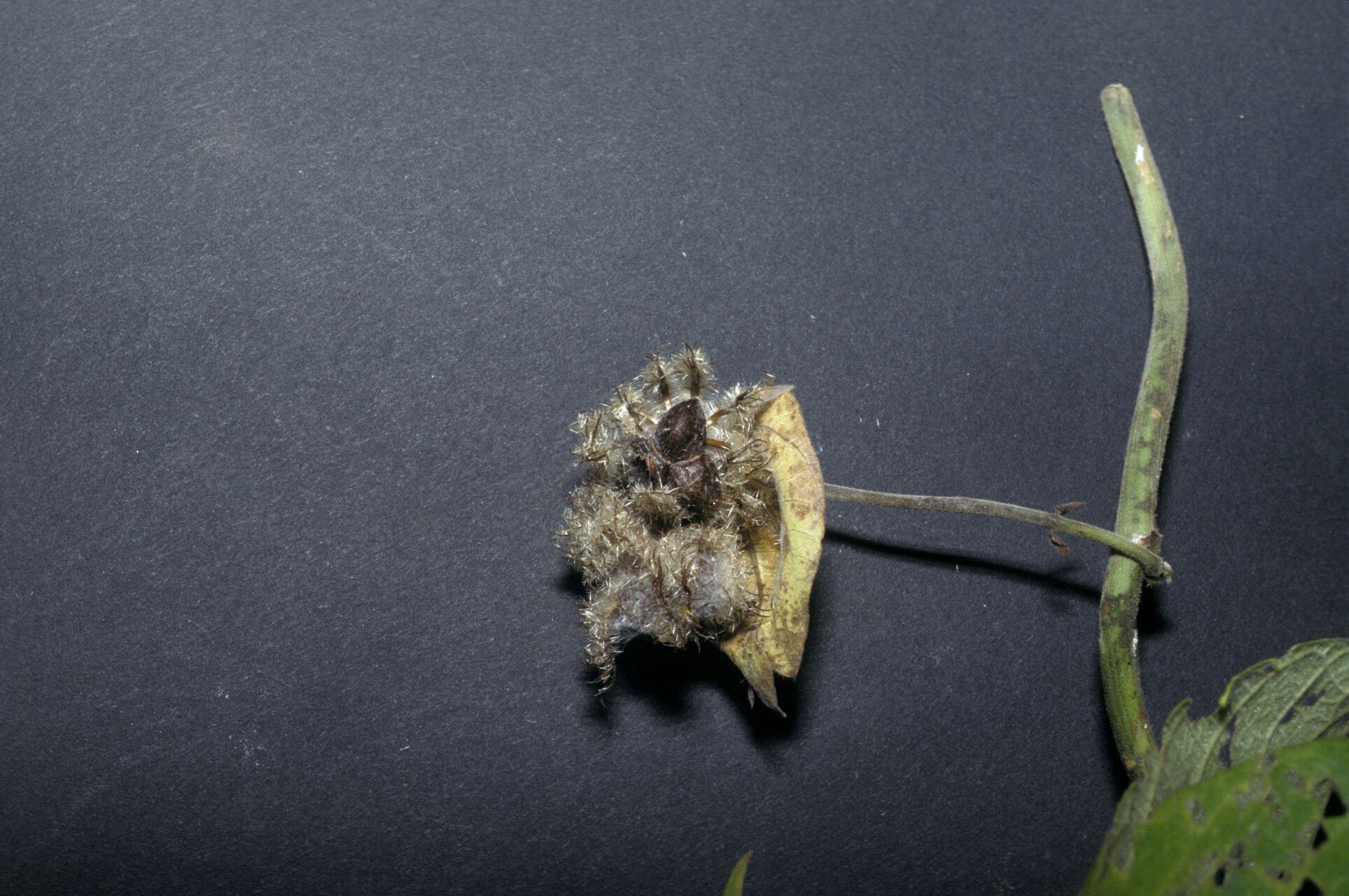 Dalechampia tiliifolia fruit