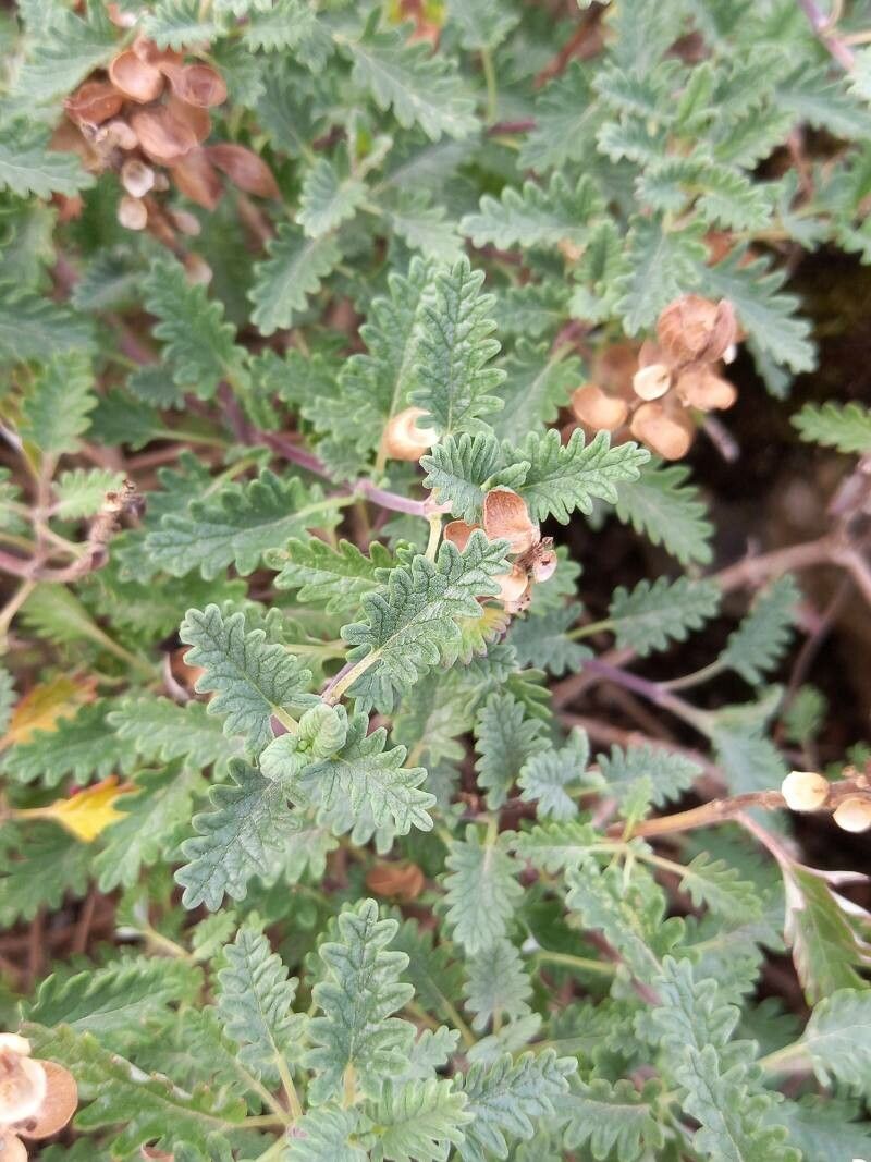 Scutellaria orientalis — houseplant care guide