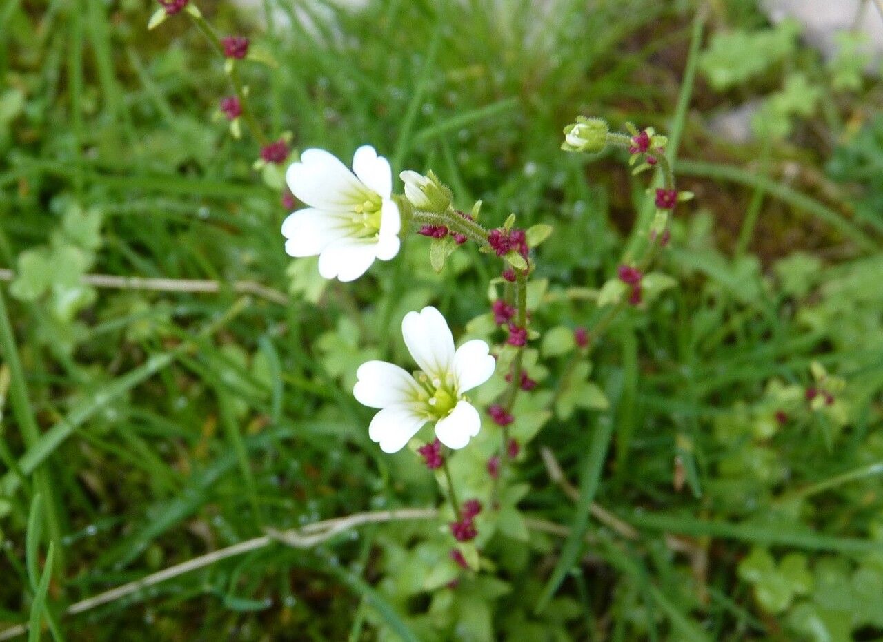 Saxifraga bulbifera bark