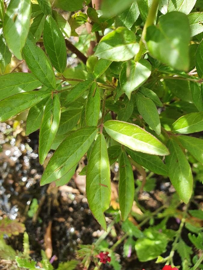 Cleome hassleriana leaf