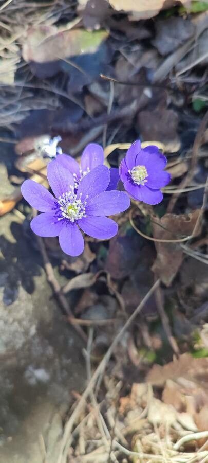 Anemone hepatica flower