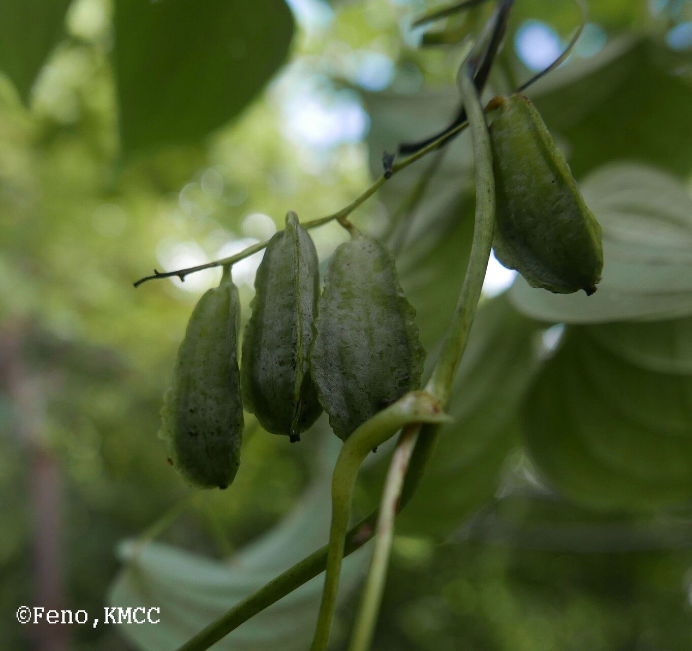 Dioscorea buckleyana fruit