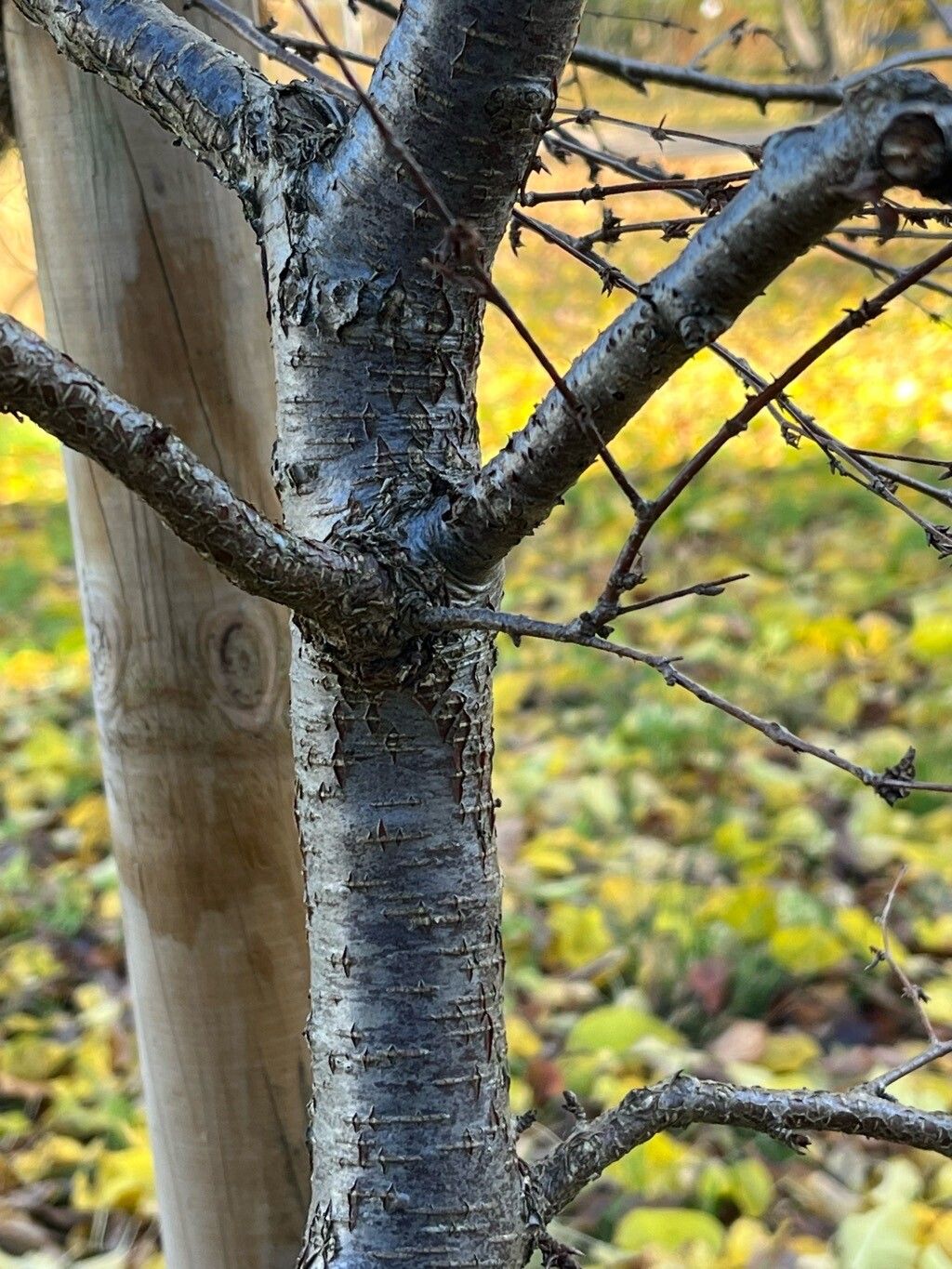 Betula chinensis bark