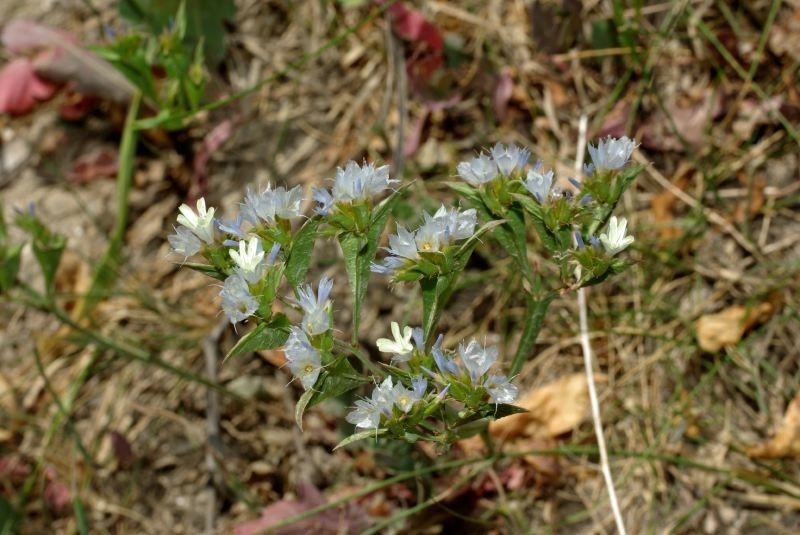 Limonium lobatum habit