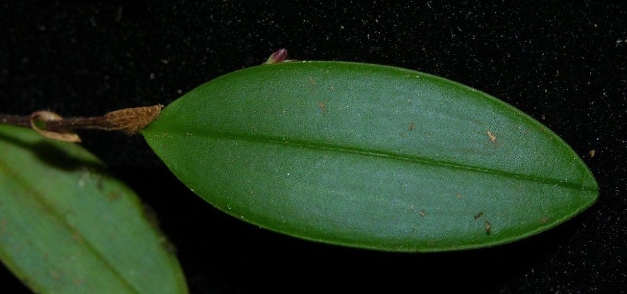 Trichosalpinx blaisdellii — related species from the same genus