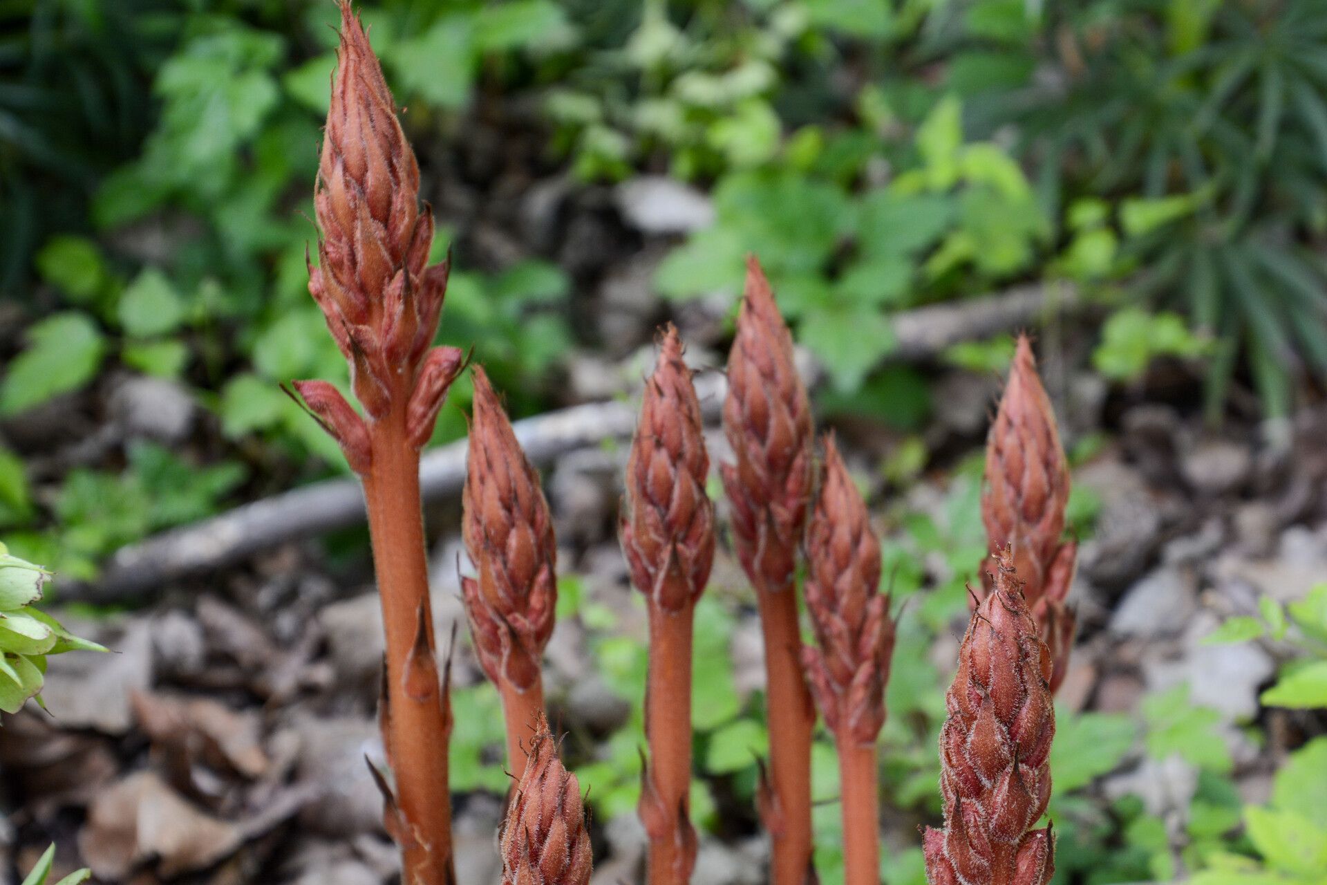 Orobanche haenseleri — houseplant care guide