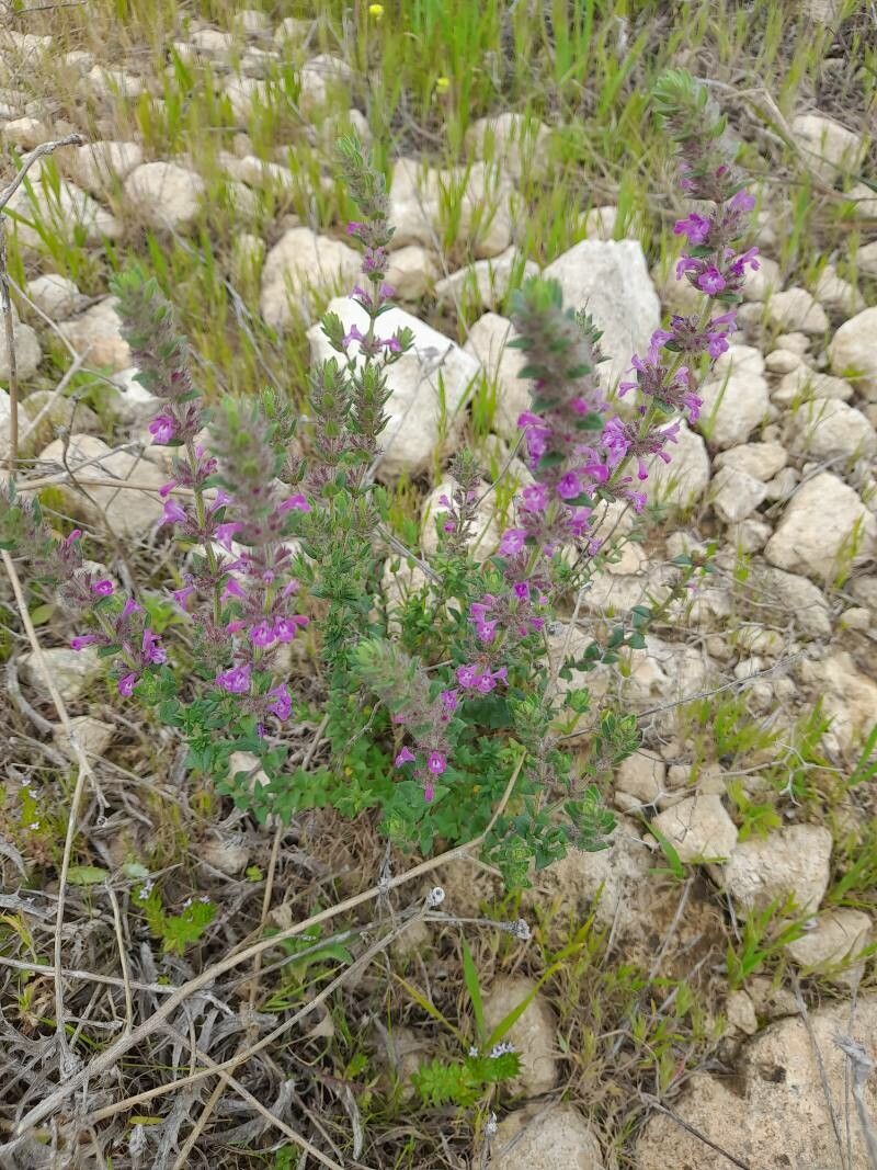 Micromeria nervosa habit