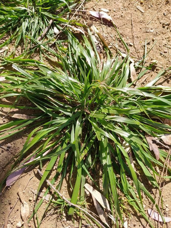 Carex ferruginea — houseplant care guide