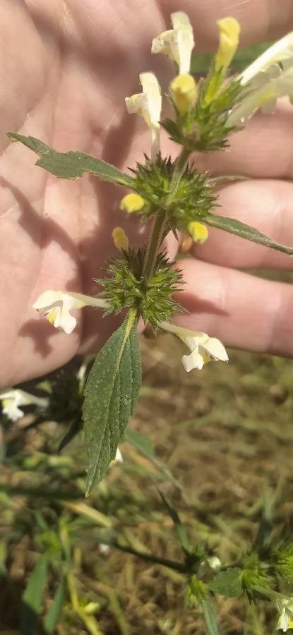 Galeopsis segetum leaf