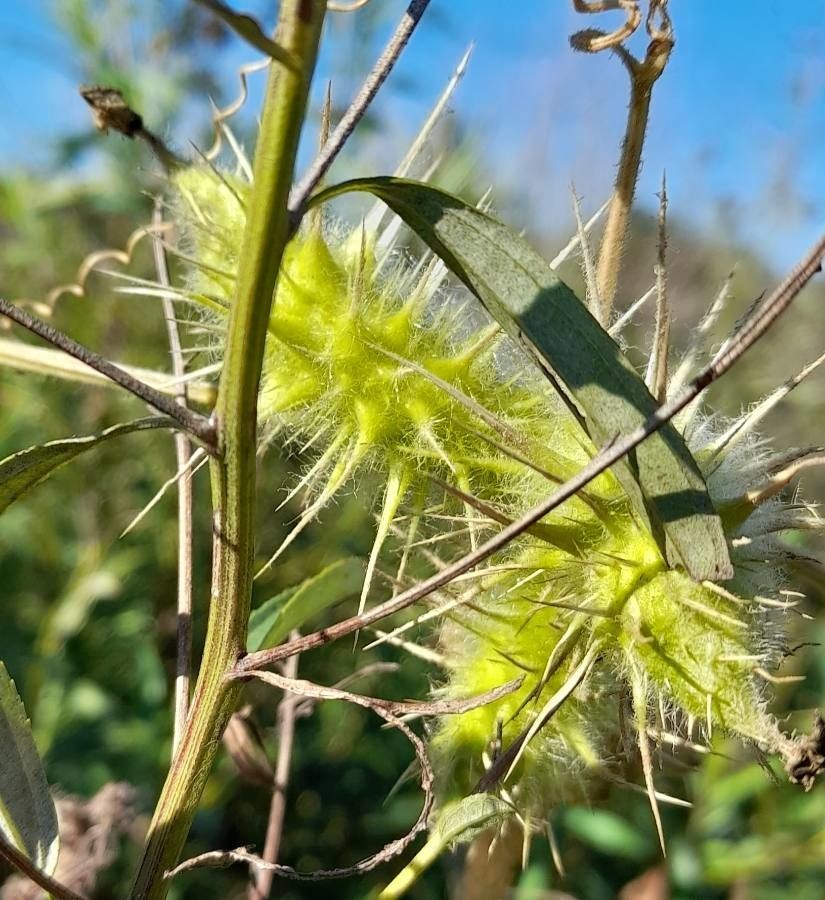 Echinopepon racemosus — houseplant care guide