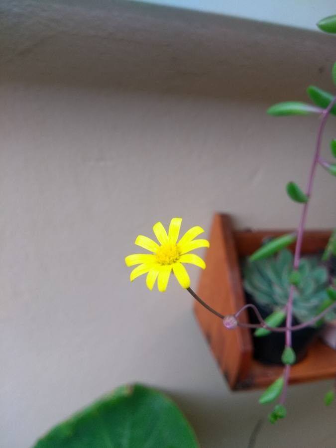 Othonna capensis flower