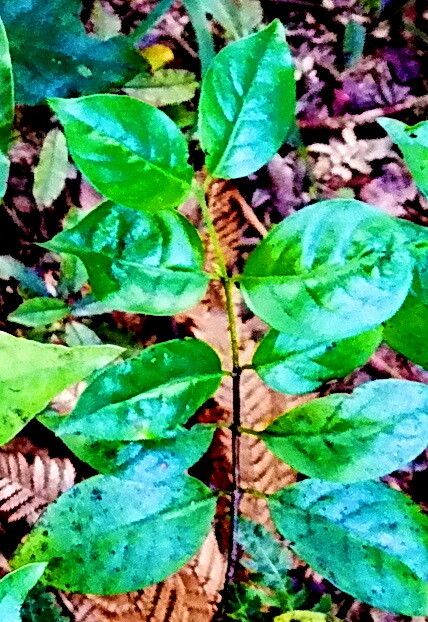 Geniostoma rupestre — houseplant care guide