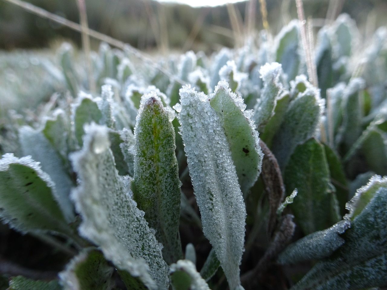 Senecio procumbens — houseplant care guide
