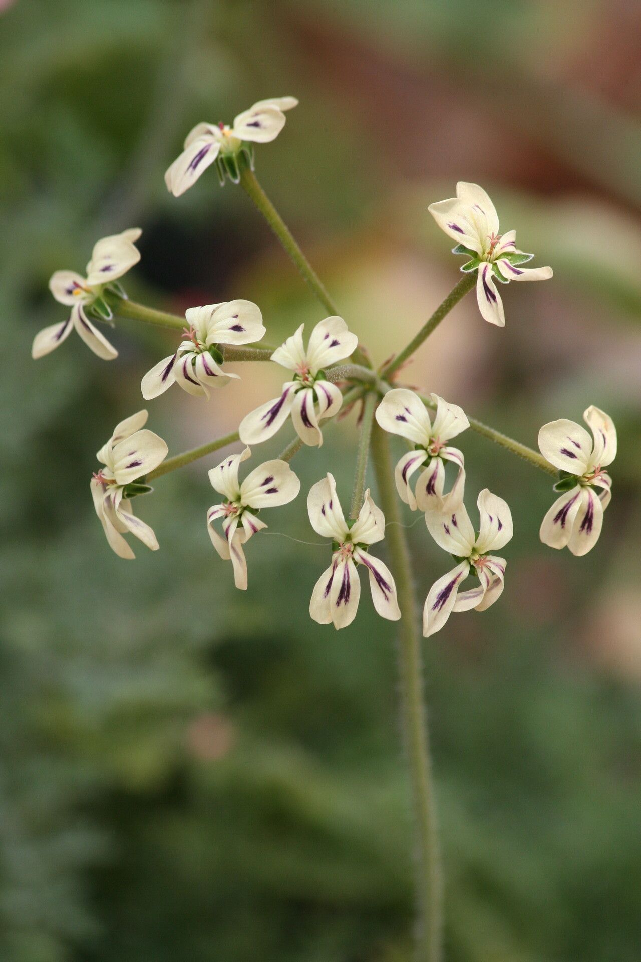 Pelargonium triste flower