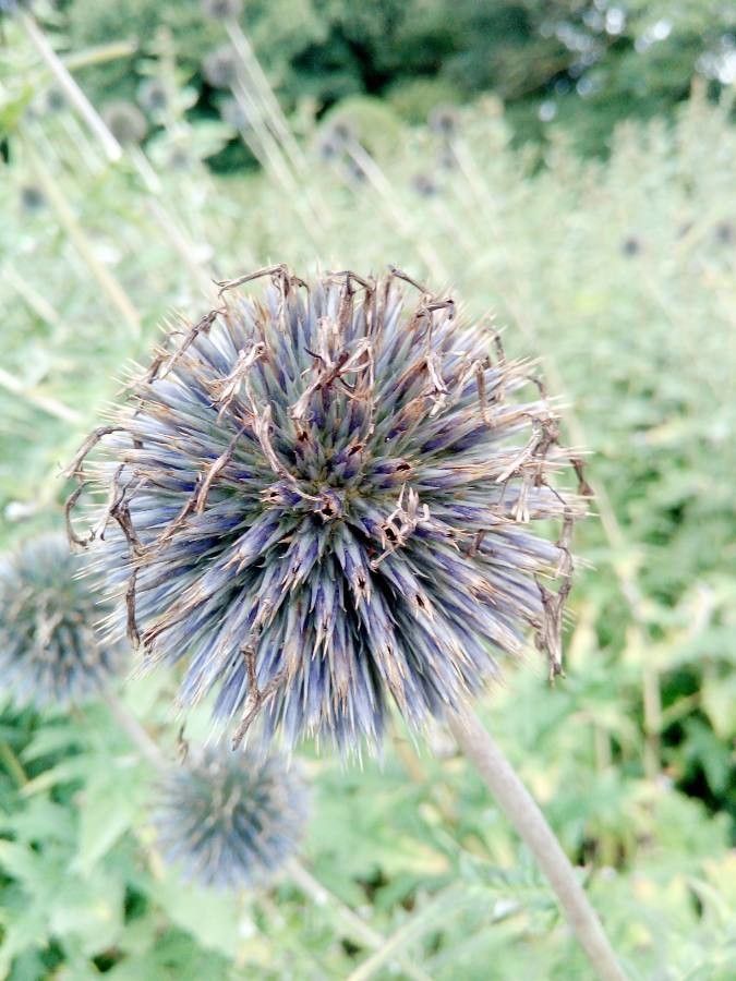 Echinops bannaticus fruit