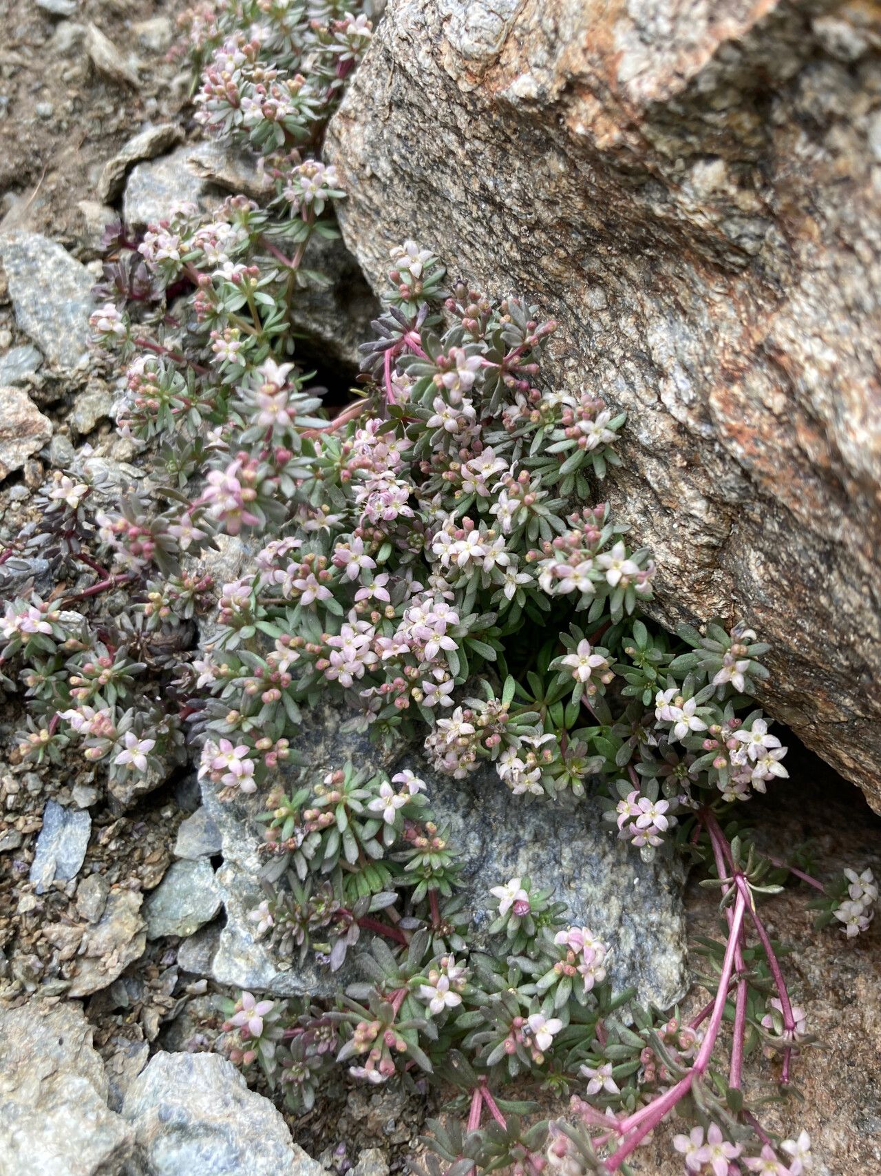 Galium cometerhizon habit