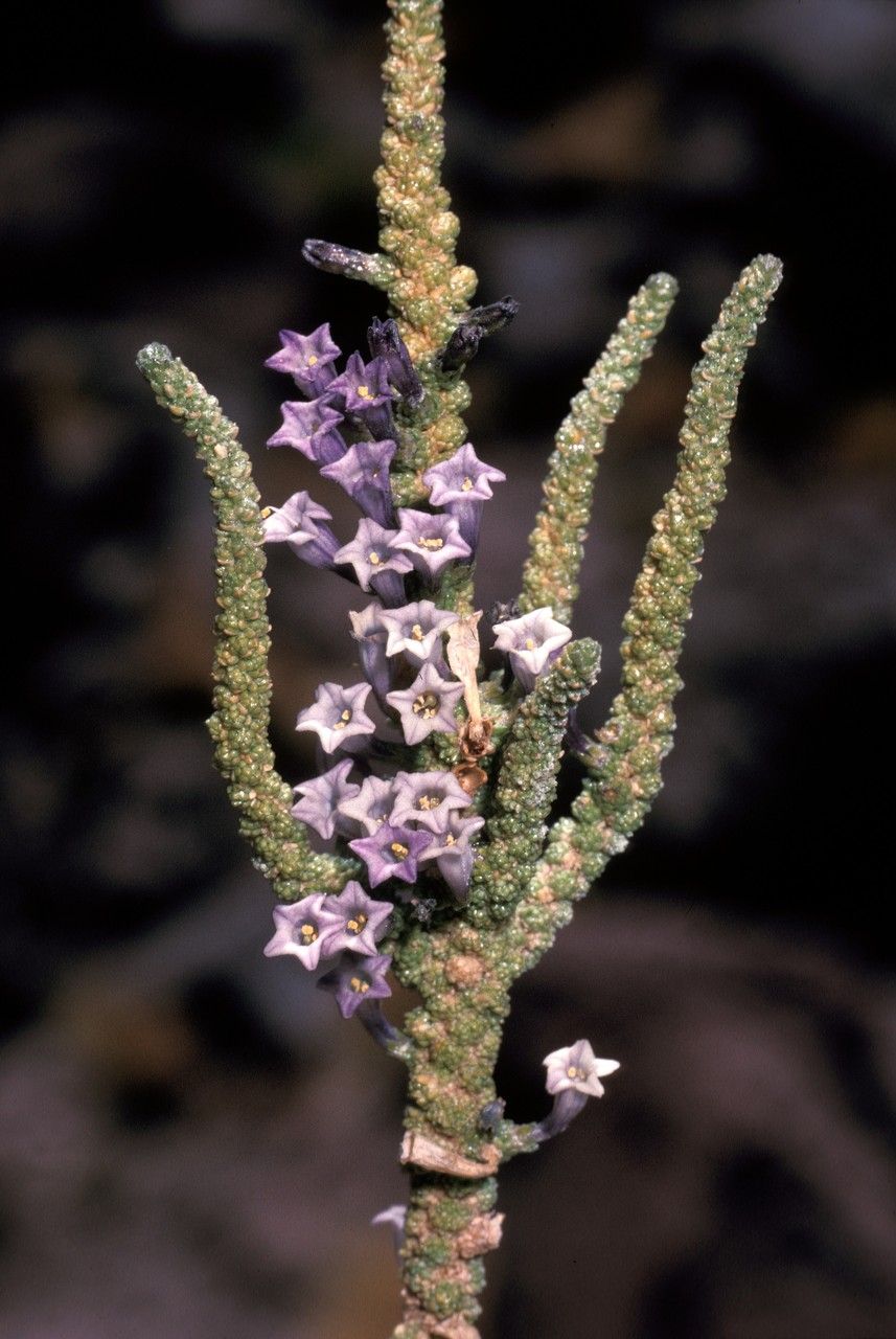 Fabiana bryoides flower