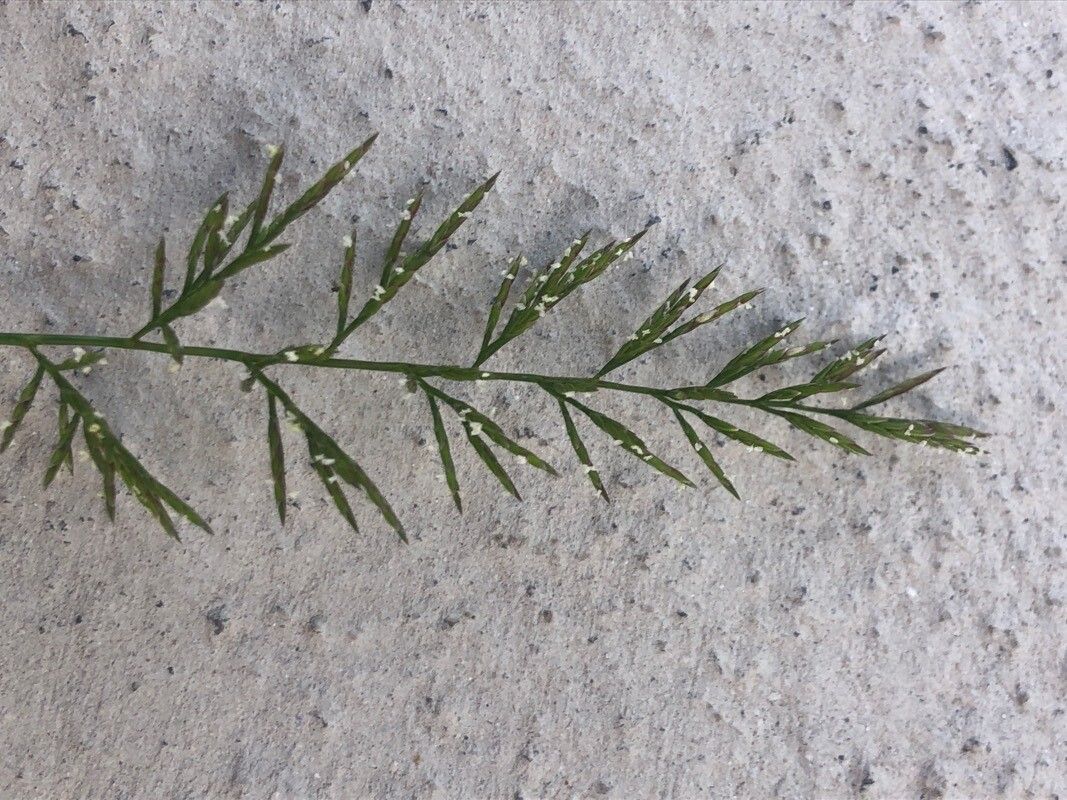 Catapodium rigidum flower