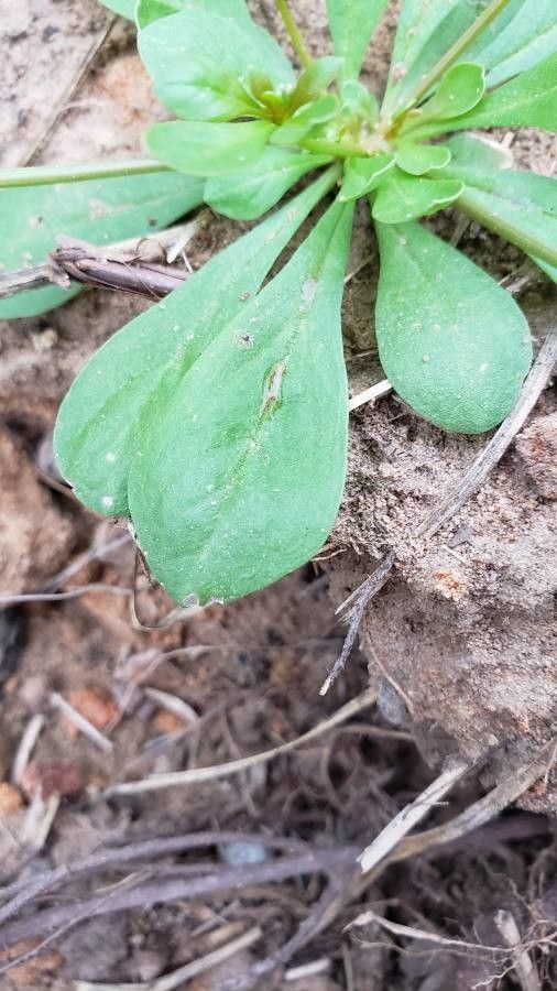 Mollugo nudicaulis — related species from the same genus