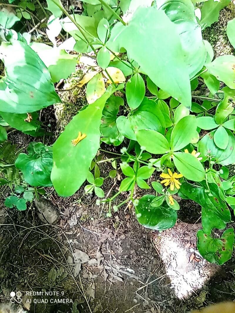 Galium kamtschaticum habit