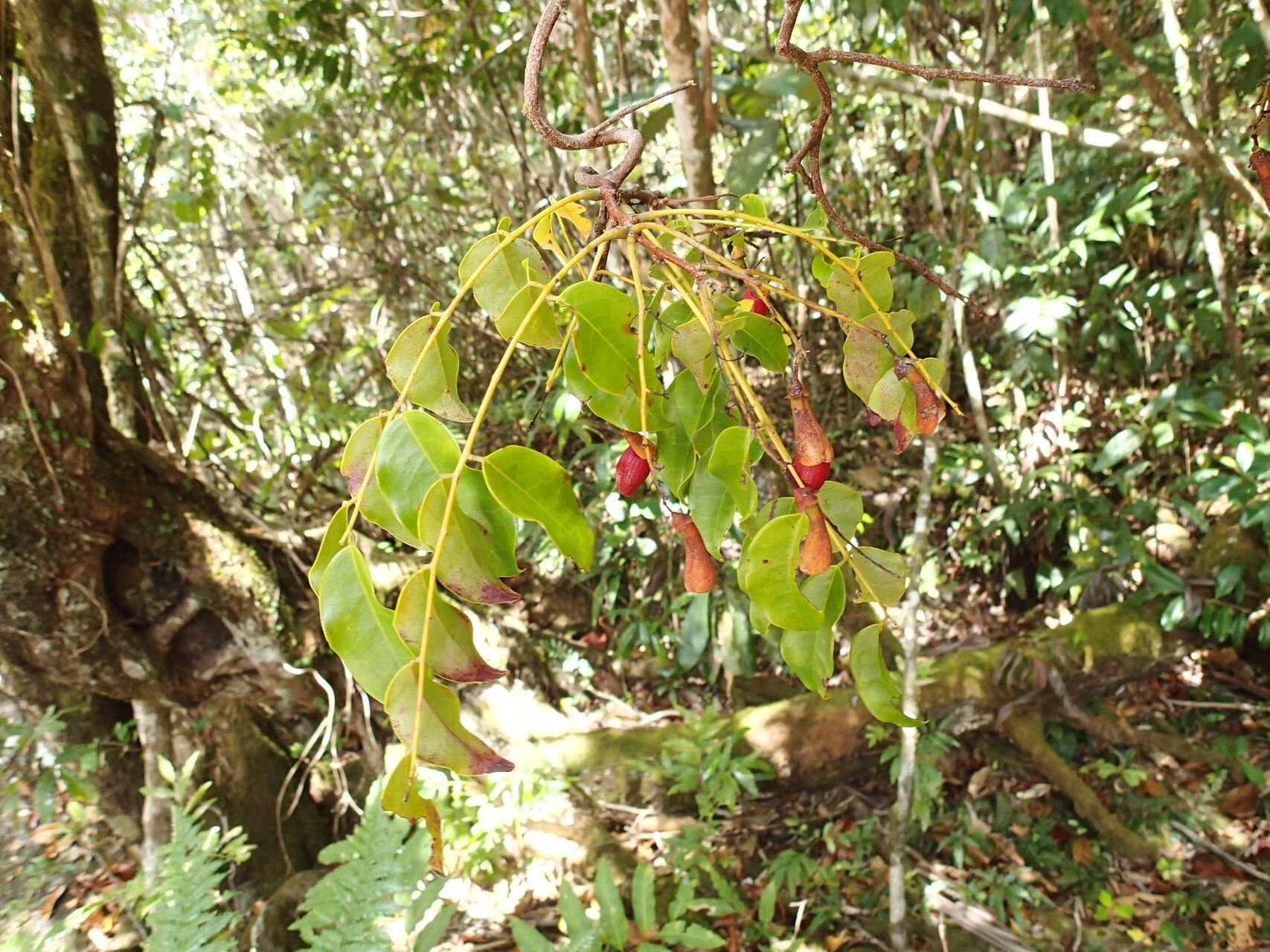 Rourea balansana habit