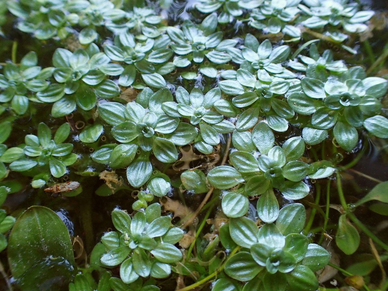 Callitriche obtusangula flower