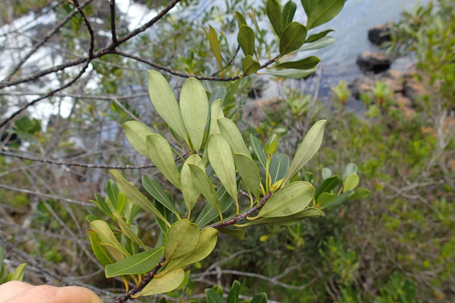 Erythroxylum couveleense habit