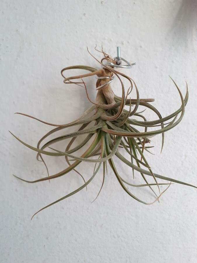 Tillandsia aeranthos leaf