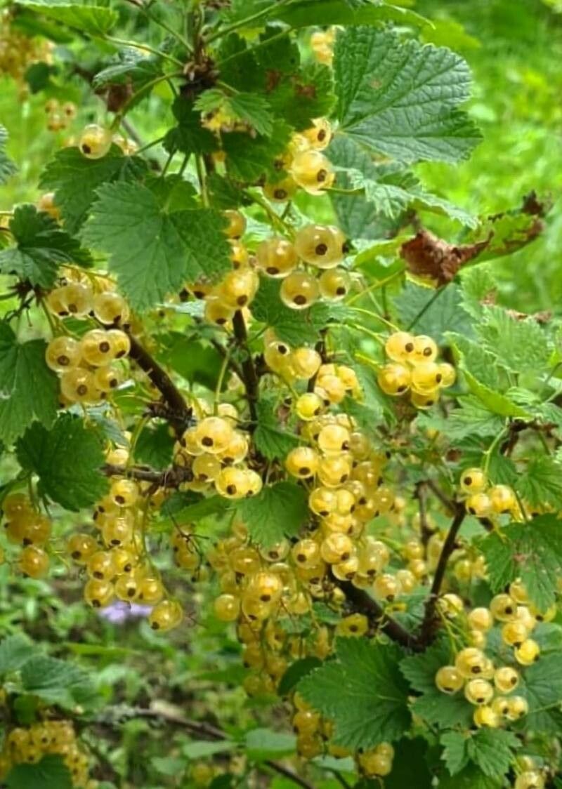 Ribes niveum fruit